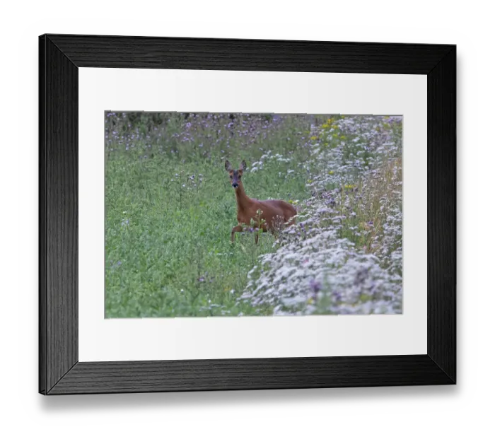 Framed Print : Roe deer (Capreolus capreolus) among wild flowers on farmland in set aside field, Nottinghamshire, England, UK. July Framed Print : Roe deer (Capreolus capreolus) among wild flowers on farmland in set aside field, Nottinghamshire, England, UK. July