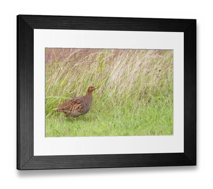 Framed Print : Grey partridge (Perdix perdix) female, portrait, Norfolk, England, UK. July Framed Print : Grey partridge (Perdix perdix) female, portrait, Norfolk, England, UK. July