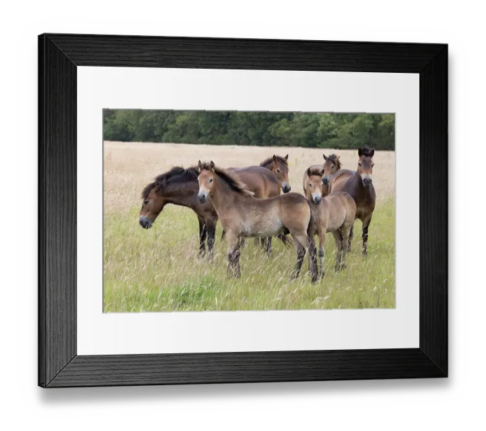 Framed Print : Exmoor ponies (Equus ferus caballus) herd standing in field, conservation ponies rewilding farmland, Norfolk, England, UK. July Framed Print : Exmoor ponies (Equus ferus caballus) herd standing in field, conservation ponies rewilding farmland, Norfolk, England, UK. July