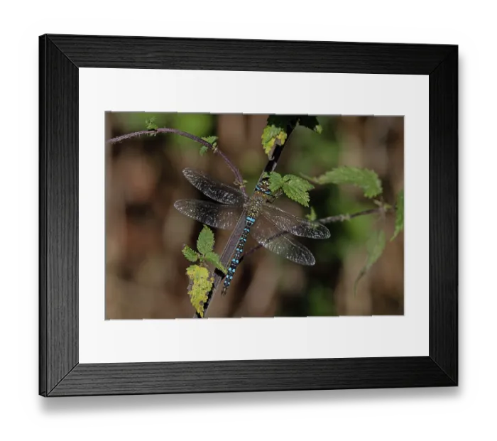Framed Print : RF - Migrant hawker (Aeshna mixta) male, resting on plant, Norfolk, England, UK. September. (This image may be licensed either as rights managed or royalty free.) Framed Print : RF - Migrant hawker (Aeshna mixta) male, resting on plant, Norfolk, England, UK. September. (This image may be licensed either as rights managed or royalty free.)