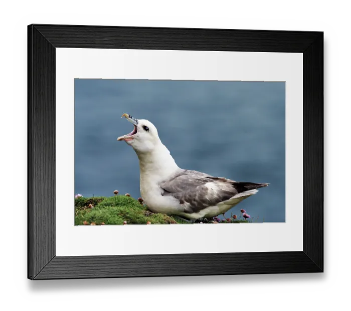 Framed Print : RF - Fulmar (Fulmarus glacialis) perched on cliff top calling, head swaying with thickened neck - typical territorial behaviour, Shetland Islands, Scotland, UK. June