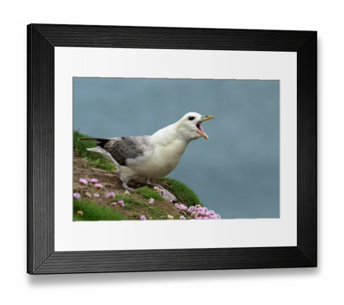 Framed Print : Fulmar (Fulmarus glacialis) perched on cliff top calling, head swaying with thickened neck - typical territorial behaviour, Shetland Islands, Scotland, UK. June Framed Print : Fulmar (Fulmarus glacialis) perched on cliff top calling, head swaying with thickened neck - typical territorial behaviour, Shetland Islands, Scotland, UK. June
