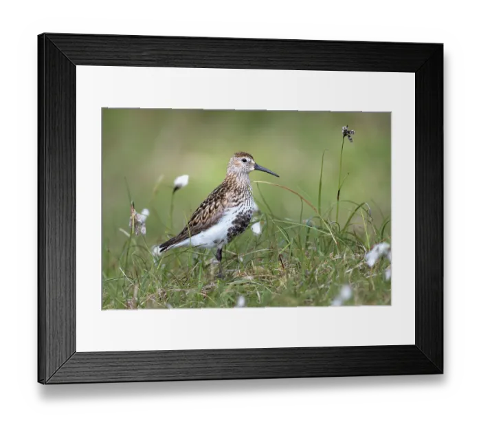 Framed Print : Dunlin (Calidris alpina) in grassland, Shetland Islands, Scotland, UK. June Framed Print : Dunlin (Calidris alpina) in grassland, Shetland Islands, Scotland, UK. June