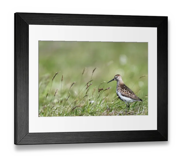 Framed Print : Dunlin (Calidris alpina) in grassland, Shetland Islands, Scotland, UK. June