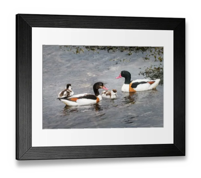 Framed Print : Shelducks (Tadorna tadorna) pair with ducklings on water, male on right, central Mainland, Shetland Islands, Scotland, UK. June Framed Print : Shelducks (Tadorna tadorna) pair with ducklings on water, male on right, central Mainland, Shetland Islands, Scotland, UK. June