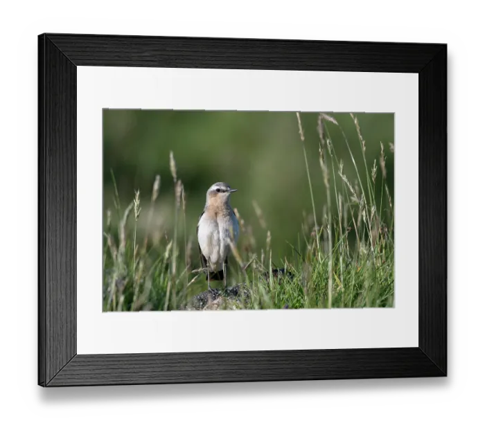 Framed Print : Northern wheatear (Oenanthe oenanthe) female, perched among grasses, Bressay, Central Mainland, Shetland Islands, Scotland, UK. June Framed Print : Northern wheatear (Oenanthe oenanthe) female, perched among grasses, Bressay, Central Mainland, Shetland Islands, Scotland, UK. June
