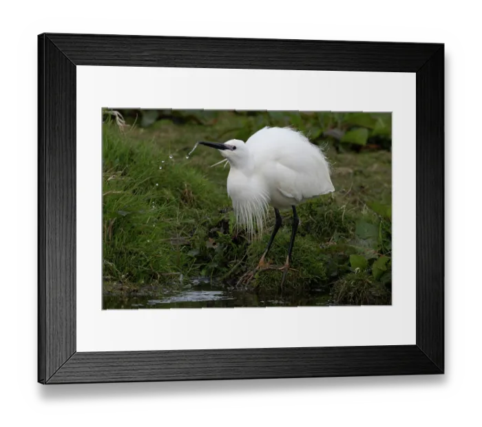 Framed Print : Little egret (Egretta garzetta) in breeding plumage, drinking at water's edge, Norfolk, England, UK. March Framed Print : Little egret (Egretta garzetta) in breeding plumage, drinking at water's edge, Norfolk, England, UK. March