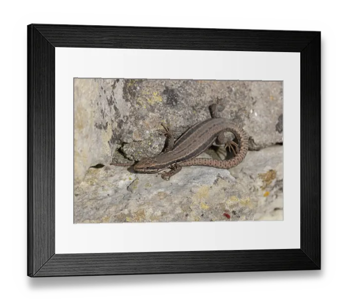 Framed Print : Common wall lizard (Podarcis muralis) resting on stone, Dorset, England, UK. April Framed Print : Common wall lizard (Podarcis muralis) resting on stone, Dorset, England, UK. April