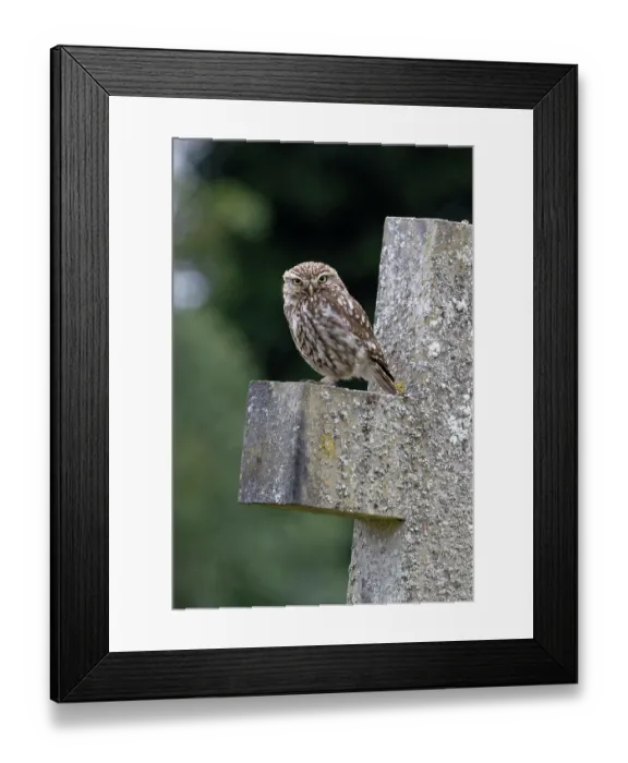 Framed Print : Little owl (Athene noctua) perched on gravestone in churchyard, Norfolk, England, UK. July Framed Print : Little owl (Athene noctua) perched on gravestone in churchyard, Norfolk, England, UK. July