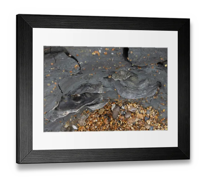 Framed Print : Giant oyster (Deltoideum delta) fossil bed, Ringstead Bay, Dorset, England, UK. April Framed Print : Giant oyster (Deltoideum delta) fossil bed, Ringstead Bay, Dorset, England, UK. April