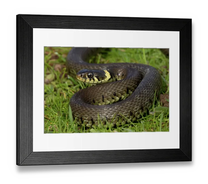 Framed Print : Barred grass snake (Natrix helvetica) juvenile, portrait, Norfolk, England, UK. April Framed Print : Barred grass snake (Natrix helvetica) juvenile, portrait, Norfolk, England, UK. April