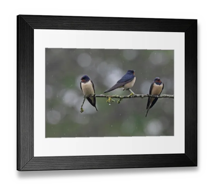 Framed Print : Three Barn swallows (Hirundo rustica) migrant flock resting during wet weather, Norfolk, England, UK. April