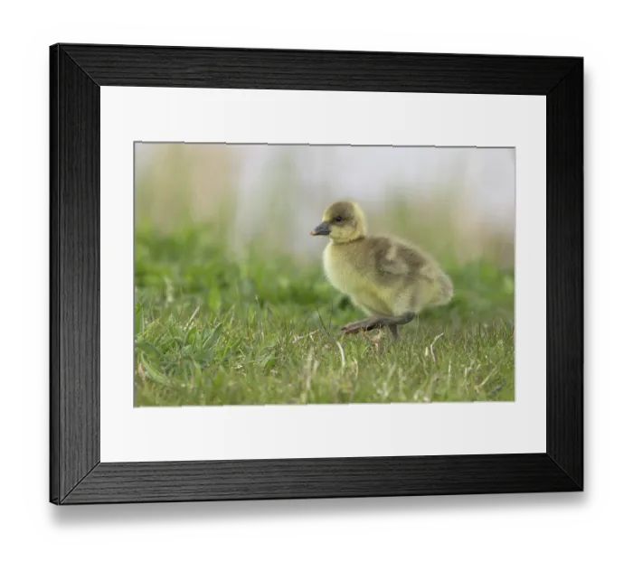 Framed Print : Greylag goose (Anser anser) gosling, portrait, Lincolnshire, England, UK. April Framed Print : Greylag goose (Anser anser) gosling, portrait, Lincolnshire, England, UK. April