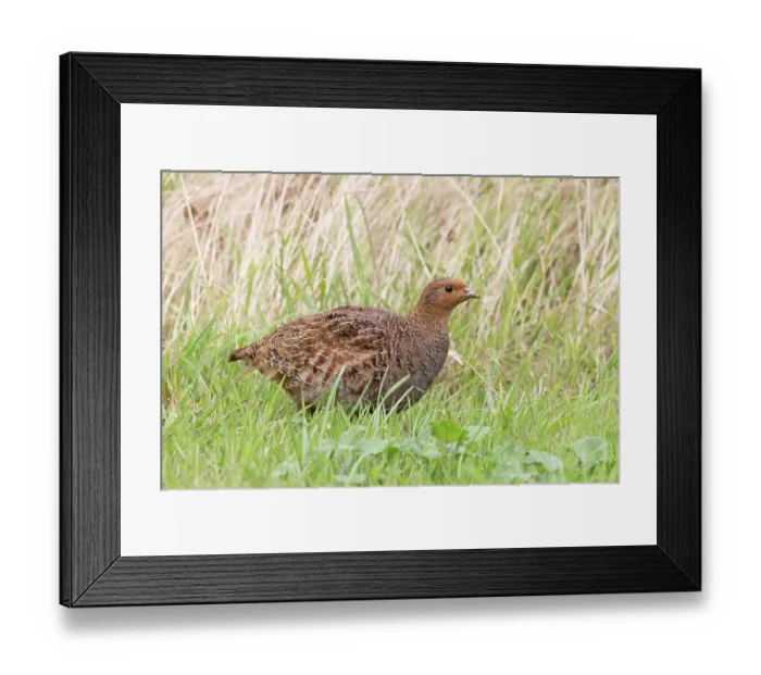 Framed Print : Grey partridge (Perdix perdix) female, portrait, Norfolk, England, UK. July Framed Print : Grey partridge (Perdix perdix) female, portrait, Norfolk, England, UK. July