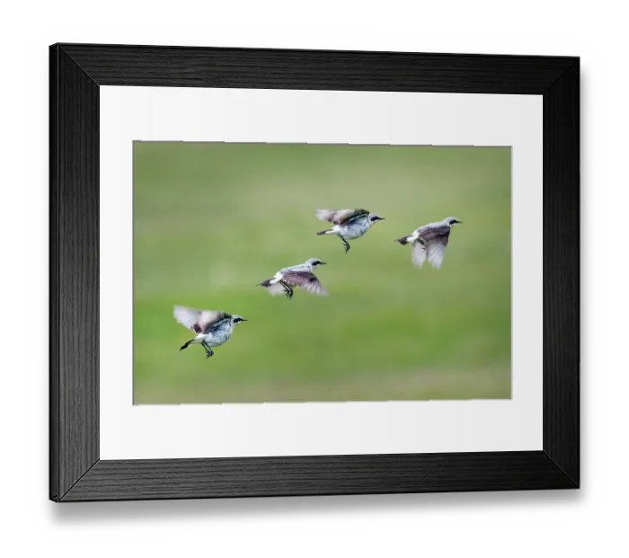 Framed Print : Northern wheatear (Oenanthe oenanthe) in flight, Bressay, Central Mainland, Shetland Islands, Scotland, UK. June. A composite image showing wing position in flight Framed Print : Northern wheatear (Oenanthe oenanthe) in flight, Bressay, Central Mainland, Shetland Islands, Scotland, UK. June. A composite image showing wing position in flight