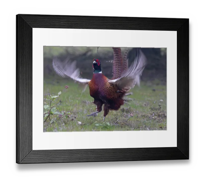 Framed Print : Pheasant (Phasianus colchicus) male, displaying, Suffolk, England, UK. April Framed Print : Pheasant (Phasianus colchicus) male, displaying, Suffolk, England, UK. April