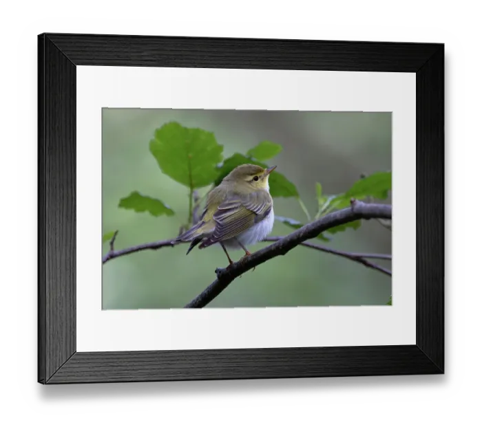 Framed Print : Wood warbler (Phylloscopus sibilatrix) male, perched on branch, Northamptonshire, England, UK. June Framed Print : Wood warbler (Phylloscopus sibilatrix) male, perched on branch, Northamptonshire, England, UK. June