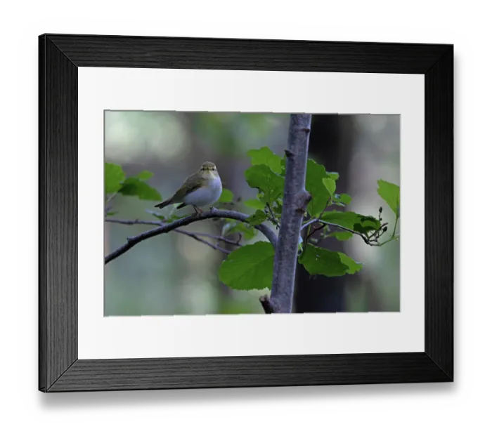 Framed Print : Wood warbler (Phylloscopus sibilatrix) male, perched on branch, Northamptonshire, England, UK. June Framed Print : Wood warbler (Phylloscopus sibilatrix) male, perched on branch, Northamptonshire, England, UK. June