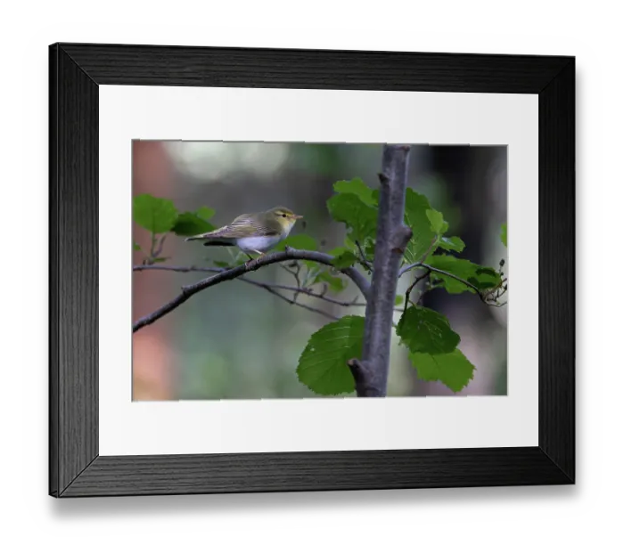 Framed Print : Wood warbler (Phylloscopus sibilatrix) male, perched on branch, Northamptonshire, England, UK. June Framed Print : Wood warbler (Phylloscopus sibilatrix) male, perched on branch, Northamptonshire, England, UK. June