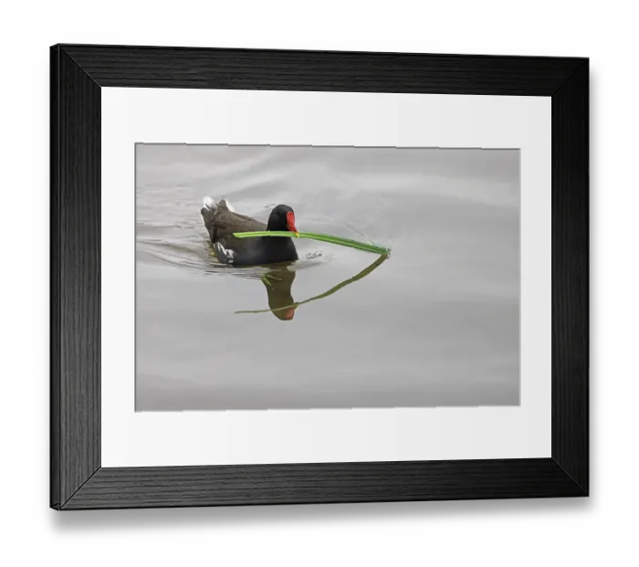 Framed Print : Moorhen (Gallinula chloropus) on water with nesting material in beak, Norfolk, England, UK. May Framed Print : Moorhen (Gallinula chloropus) on water with nesting material in beak, Norfolk, England, UK. May