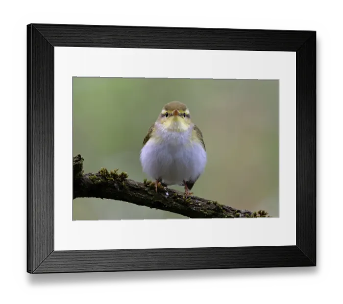 Framed Print : Wood warbler (Phylloscopus sibilatrix) male, perched on branch, Northamptonshire, England, UK. June Framed Print : Wood warbler (Phylloscopus sibilatrix) male, perched on branch, Northamptonshire, England, UK. June