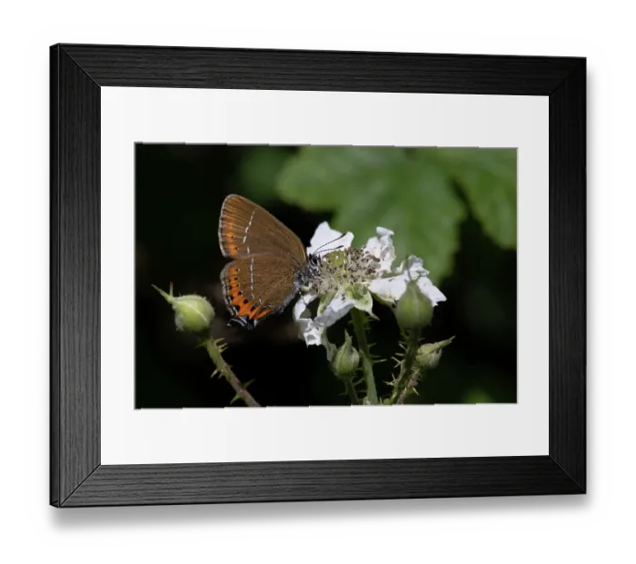 Framed Print : Black hairstreak butterfly (Satyrium pruni) nectaring on a flower, Northamptonshire, England, UK. June Framed Print : Black hairstreak butterfly (Satyrium pruni) nectaring on a flower, Northamptonshire, England, UK. June