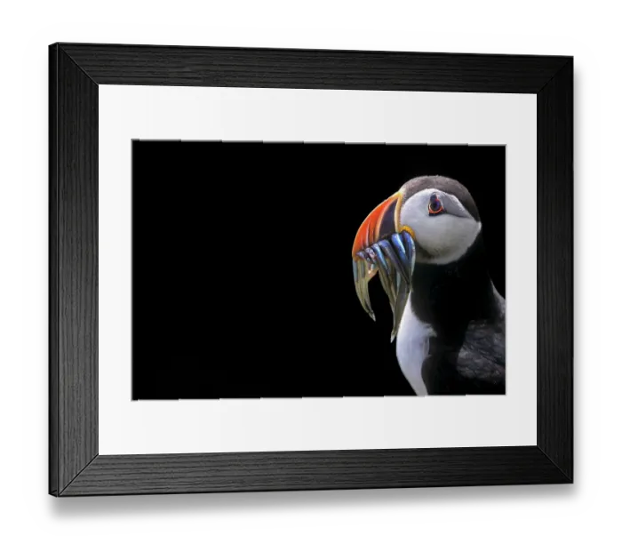 Framed Print : Puffin (Fratercula arctica) with fish prey in beak, portrait, Noss, Shetland Islands, Scotland, UK. June Framed Print : Puffin (Fratercula arctica) with fish prey in beak, portrait, Noss, Shetland Islands, Scotland, UK. June
