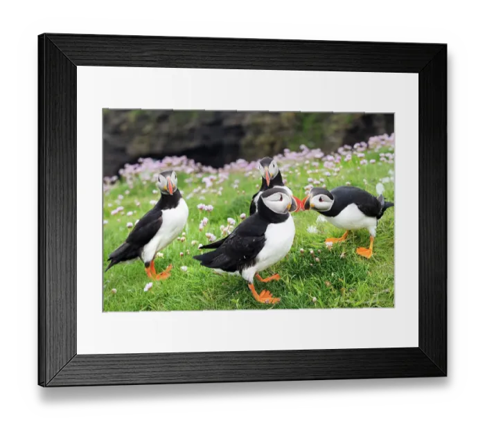 Framed Print : RF - Four Puffins (Fratercula arctica) standing on grassy cliff top with pink flowers, Noss, Shetland Islands, Scotland, UK. June Framed Print : RF - Four Puffins (Fratercula arctica) standing on grassy cliff top with pink flowers, Noss, Shetland Islands, Scotland, UK. June