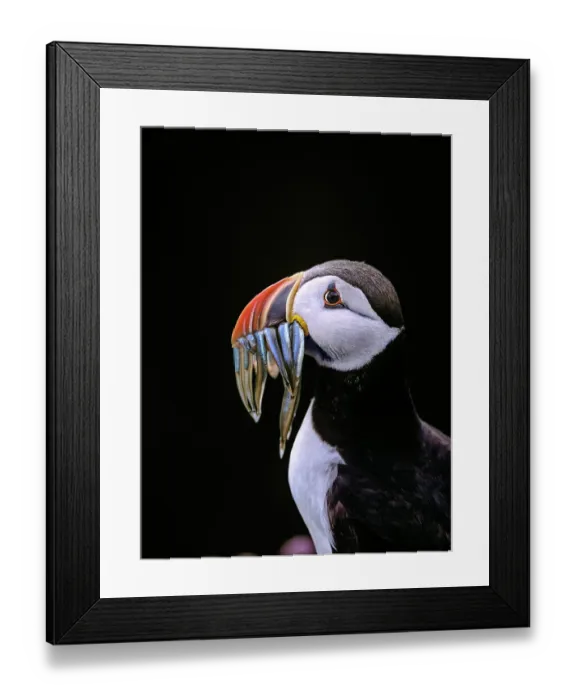 Framed Print : Puffin (Fratercula arctica) with fish prey in beak, portrait, Noss, Shetland Islands, Scotland, UK. June Framed Print : Puffin (Fratercula arctica) with fish prey in beak, portrait, Noss, Shetland Islands, Scotland, UK. June