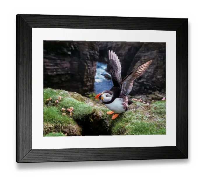 Framed Print : Puffin (Fratercula arctica) landing at the entrance to burrow, Noss, Shetland Islands, Scotland, UK Framed Print : Puffin (Fratercula arctica) landing at the entrance to burrow, Noss, Shetland Islands, Scotland, UK
