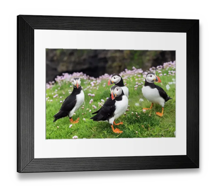 Framed Print : RF - Four Puffins (Fratercula arctica) standing on grassy cliff top with pink flowers, Noss, Shetland Islands, Scotland, UK. June Framed Print : RF - Four Puffins (Fratercula arctica) standing on grassy cliff top with pink flowers, Noss, Shetland Islands, Scotland, UK. June