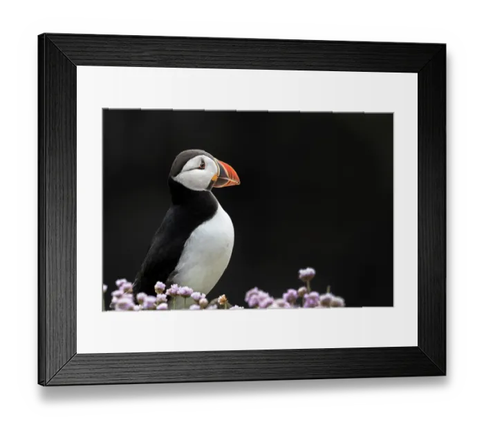 Framed Print : RF - Puffin (Fratercula arctica) portrait, Noss, Shetland Islands, Scotland, UK. June. (This image may be licensed either as rights managed or royalty free.) Framed Print : RF - Puffin (Fratercula arctica) portrait, Noss, Shetland Islands, Scotland, UK. June. (This image may be licensed either as rights managed or royalty free.)