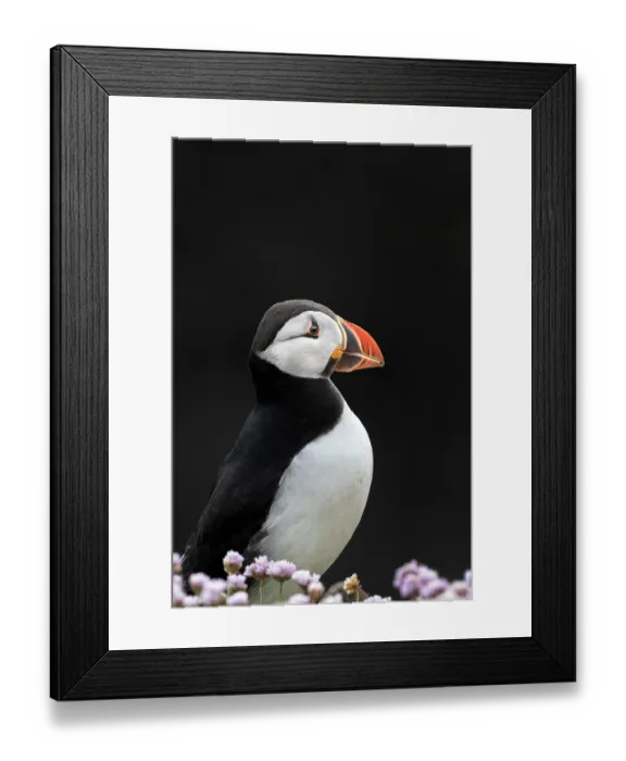 Framed Print : RF - Puffin (Fratercula arctica) portrait, Noss, Shetland Islands, Scotland, UK. June. (This image may be licensed either as rights managed or royalty free.) Framed Print : RF - Puffin (Fratercula arctica) portrait, Noss, Shetland Islands, Scotland, UK. June. (This image may be licensed either as rights managed or royalty free.)