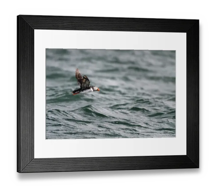 Framed Print : Puffin (Fratercula arctica) flying low over sea, Noss, Shetland Islands, Scotland, UK. June Framed Print : Puffin (Fratercula arctica) flying low over sea, Noss, Shetland Islands, Scotland, UK. June