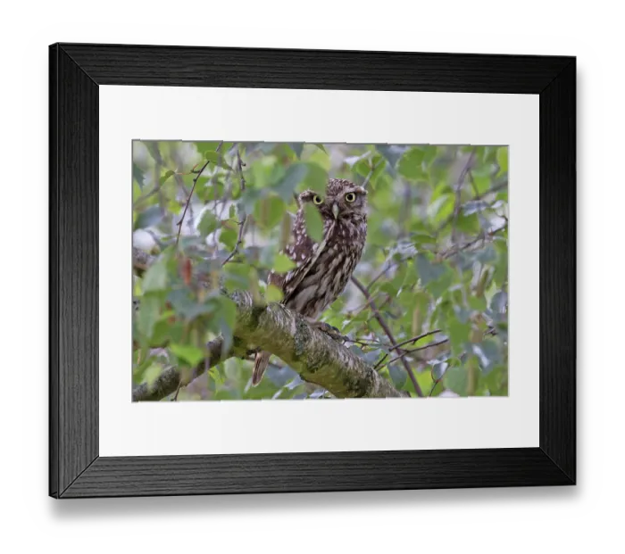 Framed Print : Little owl (Athene noctua) perched in tree, Norfolk, England, UK. July Framed Print : Little owl (Athene noctua) perched in tree, Norfolk, England, UK. July