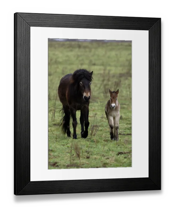 Framed Print : Exmoor pony (Equus ferus caballus) female with foal, portrait, Norfolk, England, UK. June Framed Print : Exmoor pony (Equus ferus caballus) female with foal, portrait, Norfolk, England, UK. June