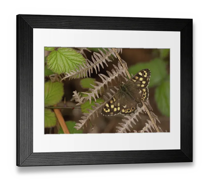 Framed Print : Speckled wood butterfly (Pararge aegeria) resting on dried fern frond, Norfolk, England, UK. April. Focus stacked Framed Print : Speckled wood butterfly (Pararge aegeria) resting on dried fern frond, Norfolk, England, UK. April. Focus stacked