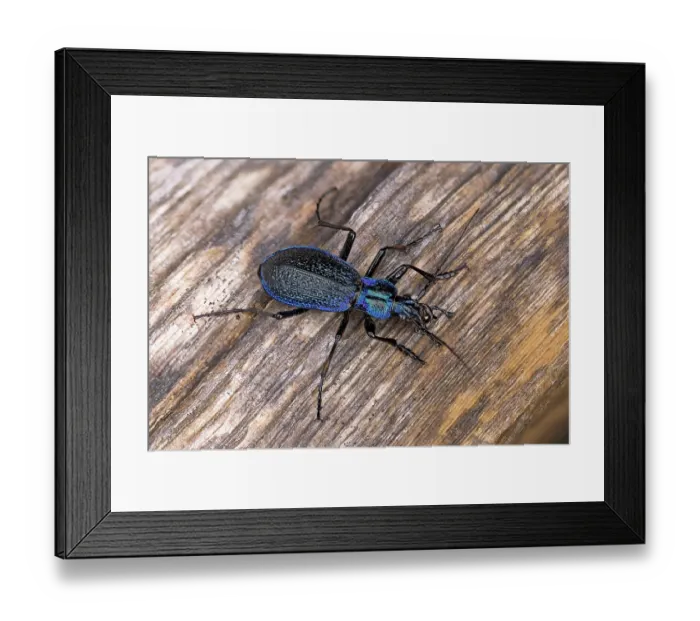 Framed Print : Blue ground beetle (Carabus Intricatus) portrait, Switzerland. August. Focus stacked Framed Print : Blue ground beetle (Carabus Intricatus) portrait, Switzerland. August. Focus stacked