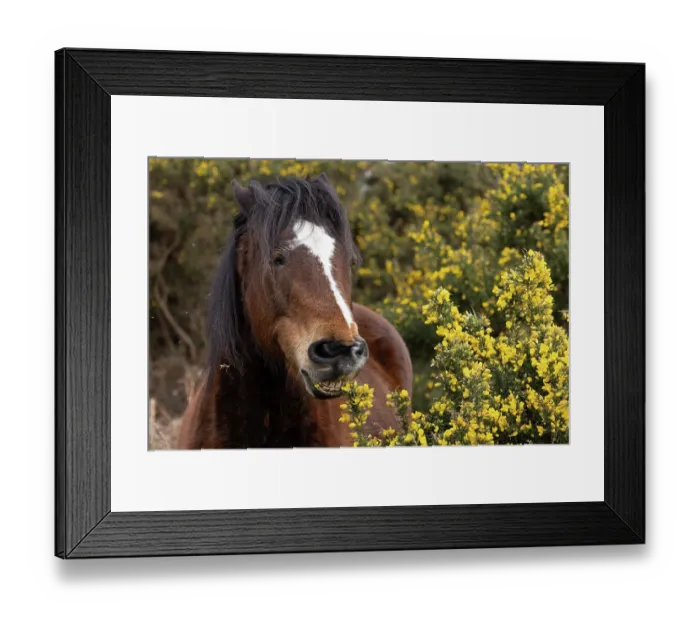 Framed Print : New Forest pony (Equus caballus) eating gorse flowers, Hampshire, England, UK. March Framed Print : New Forest pony (Equus caballus) eating gorse flowers, Hampshire, England, UK. March