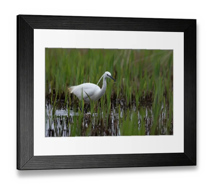 Framed Print : Little egret (Egretta garzetta) fishing in new growth marsh, Suffolk, England, UK. March Framed Print : Little egret (Egretta garzetta) fishing in new growth marsh, Suffolk, England, UK. March