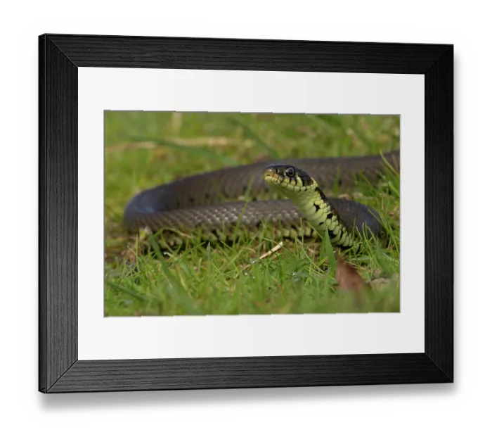Framed Print : Barred grass snake (Natrix helvetica) juvenile, portrait, Norfolk, England, UK. April Framed Print : Barred grass snake (Natrix helvetica) juvenile, portrait, Norfolk, England, UK. April