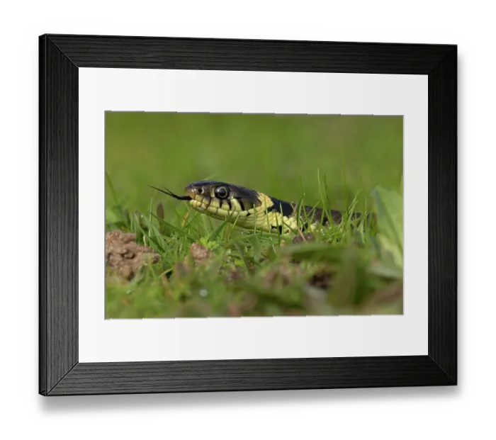 Framed Print : Barred grass snake (Natrix helvetica) juvenile, with tongue out, head portrait, Norfolk, England, UK. April Framed Print : Barred grass snake (Natrix helvetica) juvenile, with tongue out, head portrait, Norfolk, England, UK. April