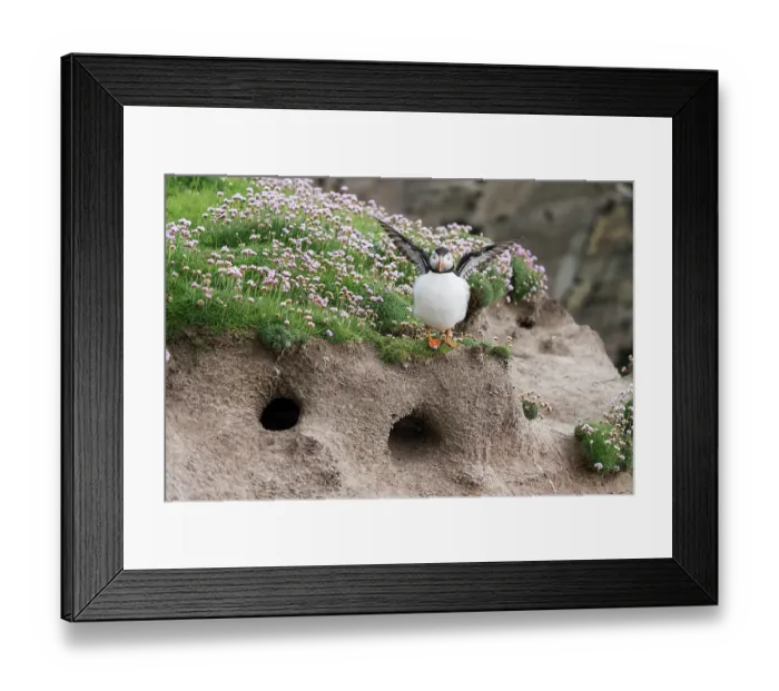 Framed Print : Puffin (Fratercula arctica) perched on ledge above burrows flapping its wings, Noss, Shetland Islands, Scotland, UK. June Framed Print : Puffin (Fratercula arctica) perched on ledge above burrows flapping its wings, Noss, Shetland Islands, Scotland, UK. June