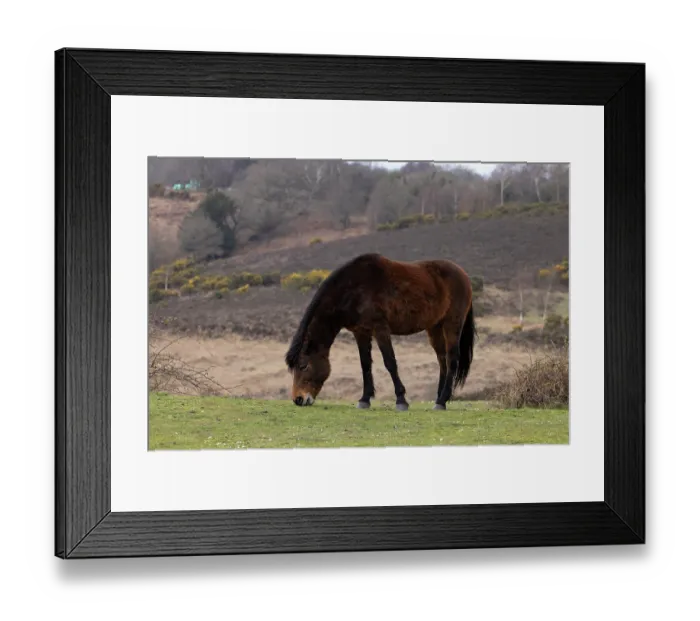 Framed Print : New Forest pony (Equus caballus) grazing with heathland in background, Hampshire, England, UK. March Framed Print : New Forest pony (Equus caballus) grazing with heathland in background, Hampshire, England, UK. March