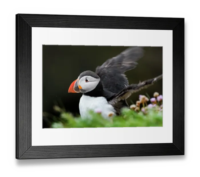 Framed Print : Puffin (Fratercula arctica) perched on a rock flapping its wings, Noss, Shetland Islands, Scotland, UK. June Framed Print : Puffin (Fratercula arctica) perched on a rock flapping its wings, Noss, Shetland Islands, Scotland, UK. June