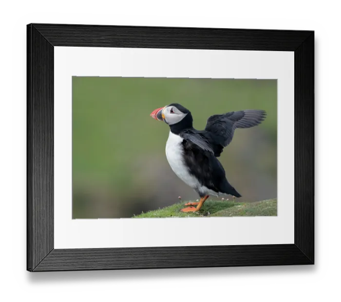 Framed Print : Puffin (Fratercula arctica) perched on a rock flapping its wings, Noss, Shetland Islands, Scotland, UK. June