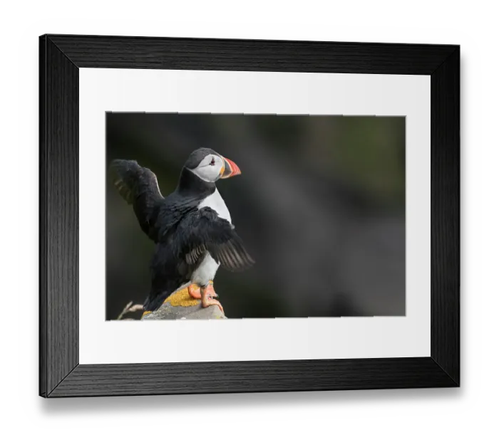 Framed Print : Puffin (Fratercula arctica) perched on a rock flapping its wings, Noss, Shetland Islands, Scotland, UK. June Framed Print : Puffin (Fratercula arctica) perched on a rock flapping its wings, Noss, Shetland Islands, Scotland, UK. June