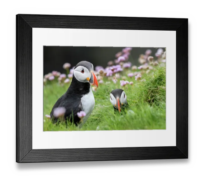 Framed Print : RF - Two Puffins (Fratercula arctica) resting among grass and pink flowers, Noss, Shetland Islands, Scotland, UK. June Framed Print : RF - Two Puffins (Fratercula arctica) resting among grass and pink flowers, Noss, Shetland Islands, Scotland, UK. June