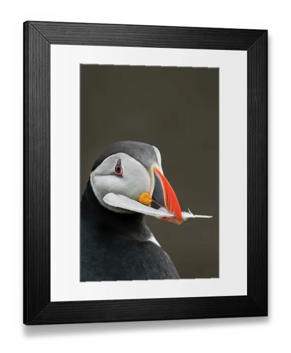 Framed Print : Puffin (Fratercula arctica) carrying a feather in its beak to use as nesting material, Noss, Shetland Islands, Scotland, UK. June Framed Print : Puffin (Fratercula arctica) carrying a feather in its beak to use as nesting material, Noss, Shetland Islands, Scotland, UK. June