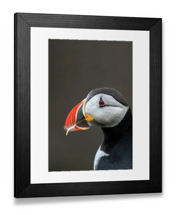 Framed Print : Puffin (Fratercula arctica) carrying a feather in its beak to use as nesting material, Noss, Shetland Islands, Scotland, UK. June Framed Print : Puffin (Fratercula arctica) carrying a feather in its beak to use as nesting material, Noss, Shetland Islands, Scotland, UK. June
